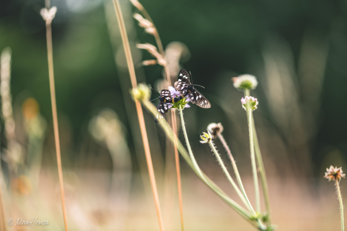 Weißfleck-Widderchen | Bild Nr 4605 | Nina Hrusa