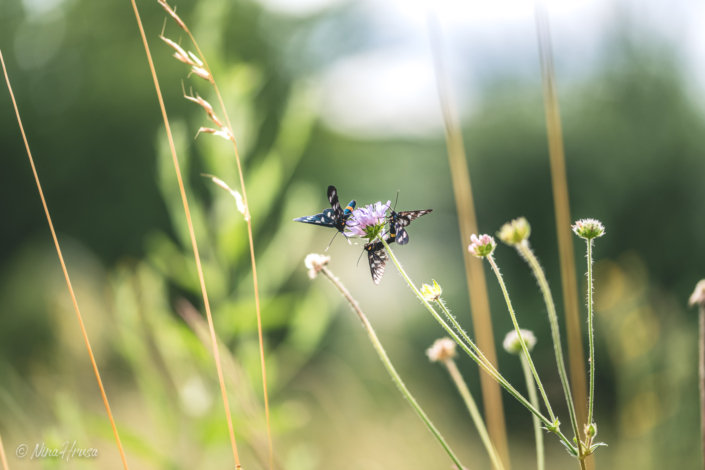 Weißfleck-Widderchen | Bild Nr 4635-2 | Nina Hrusa