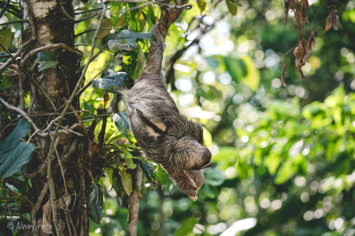 Braunkehl-Faultier (Bradypus variegatus) | Bastimentos, Panama 2019 | Bild Nr 2503 | Nina Hrusa Photography