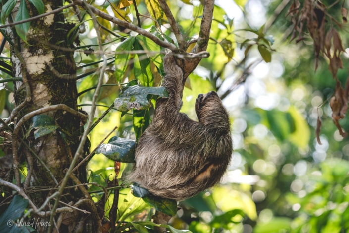 Braunkehl-Faultier (Bradypus variegatus) | Bastimentos, Panama 2019 | Bild Nr 2509 | Nina Hrusa Photography