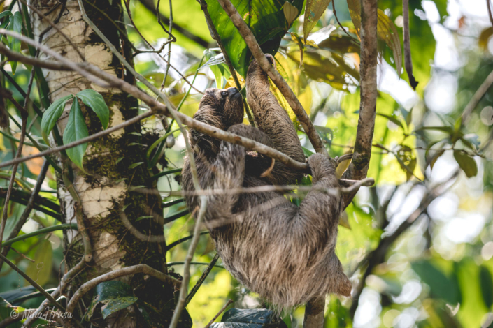 Braunkehl-Faultier (Bradypus variegatus) | Bastimentos, Panama 2019 | Bild Nr 2524 | Nina Hrusa Photography