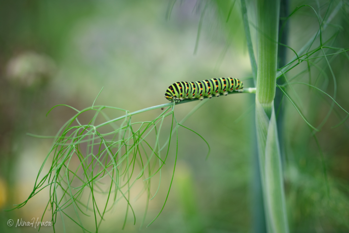 Raupe des Schwalbenschwanzes | Bild Nr 0271 | Nina Hrusa