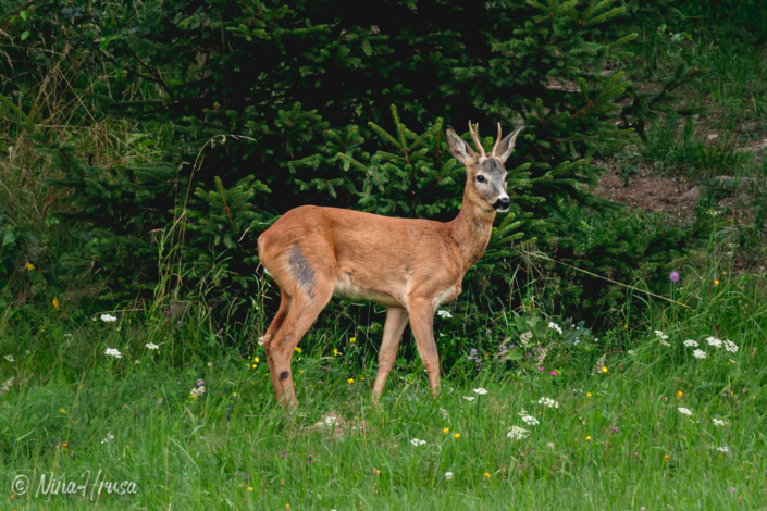 Rehbock | Bild Nr 8794 | Nina Hrusa