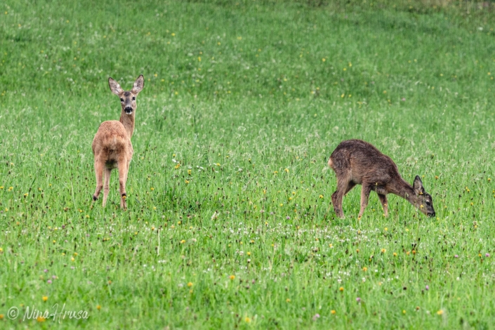 Rehe | Bild Nr 9130 | Nina Hrusa