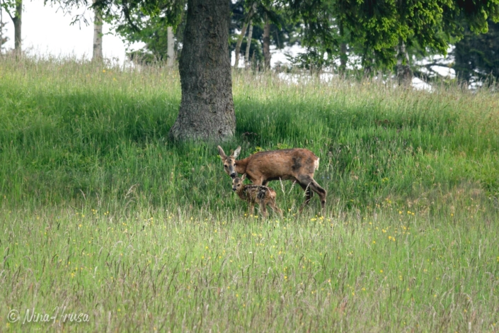 Ricke und Kitz im Regen | Bild Nr 9407 | Nina Hrusa Photography